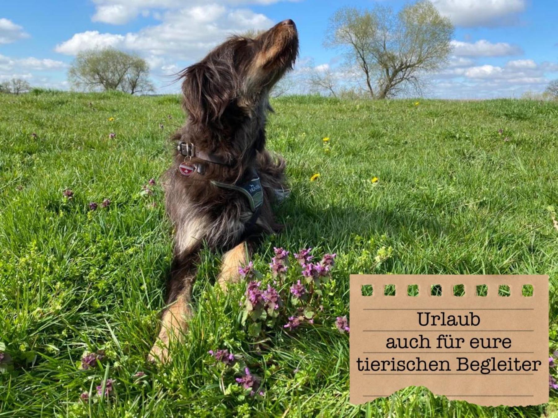 Alte Schule Wittenberg, 3 Fuer Bis Zu 12 Personen, An Der Elbe, Mit Garten * Wittenberg